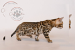 bengal kittens for sale